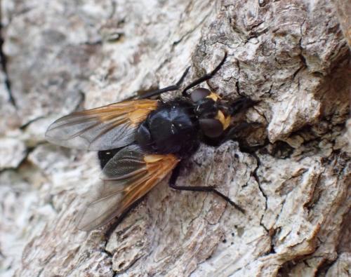 Réf. 287 583 : Mesembrina meridiana